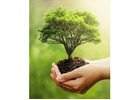 Memorial Tree Planting Near Me